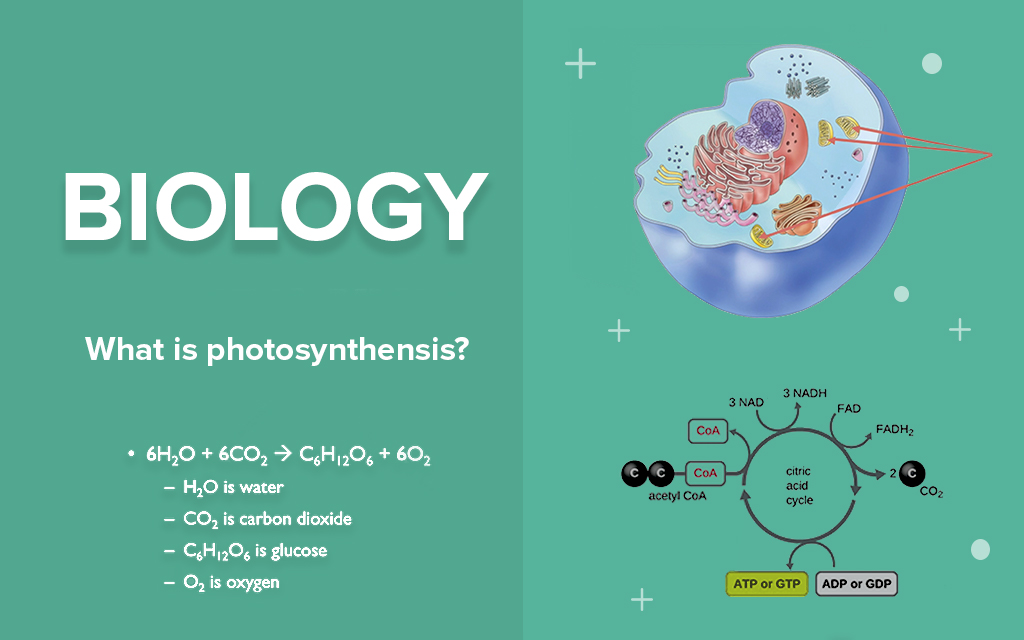 Comprehensive Biology Class For All Levels